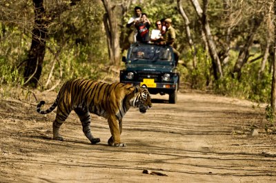 Wild Life Tour India